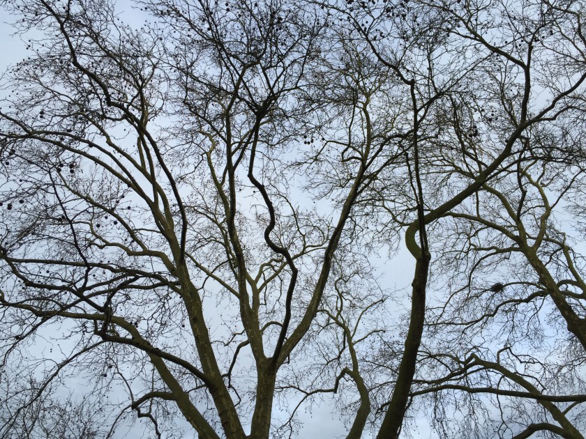 bäume hubertusplatz Aachen