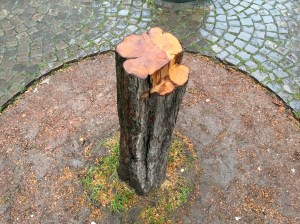 In Dom-Nähe gefällter Rotdornbaum. 