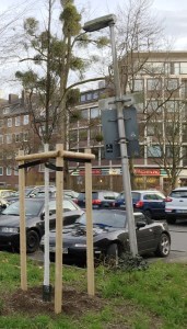 Nicht immer ist klar, warum ein alter Baum weichen musste und ein neues Bäumchen gepflanzt wurde. Hier: Seilgraben/Annastraße. 