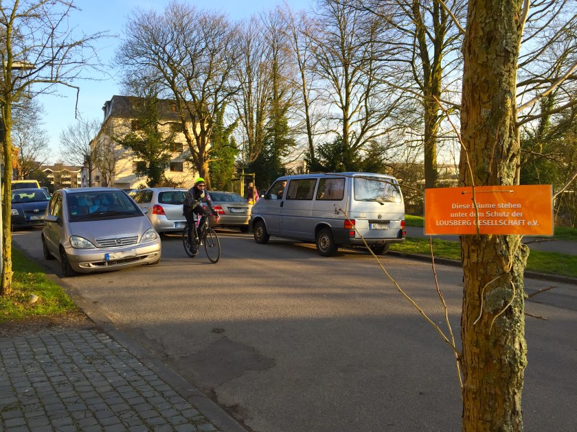 Die Nizzaallee im Abendlicht. Auf dem Kärtchen steht, dass der Baum unter dem Schutz der Lousberg Gesellschaft steht.